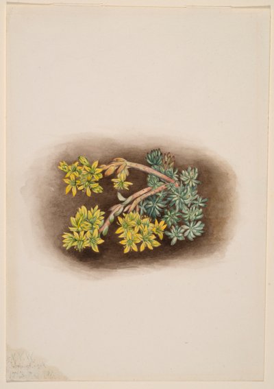 Gelber Mauerpfeffer (Sedum stenopetalum) von Mary Vaux Walcott