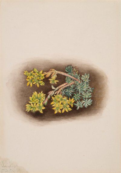 Gelber Mauerpfeffer Sedum stenopetalum von Mary Vaux Walcott