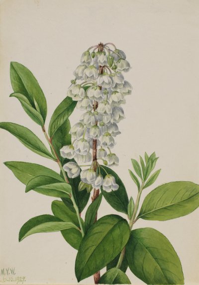Zenobia (Zenobia cassinifolia) von Mary Vaux Walcott