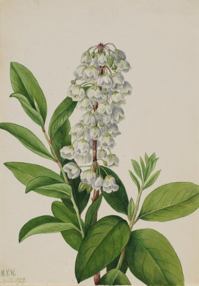 Zenobia Zenobia cassinifolia, 1927 von Mary Vaux Walcott