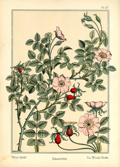 Die Wildrose von Maurice Pillard Verneuil