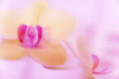 Rosa Orchidee von Melanie Hermine Lichterfeld