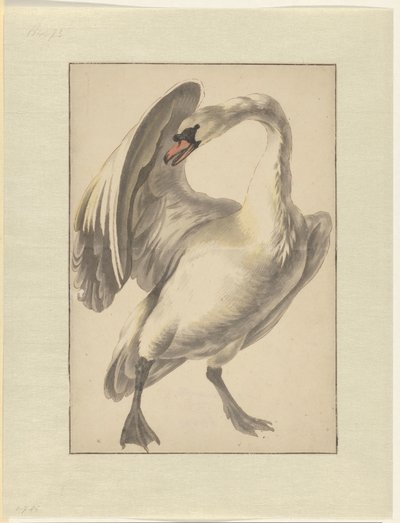 Weißer zahmer Schwan von Melchior d