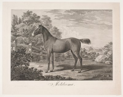 Das Pferd "Melilcoma" von Meno Haas