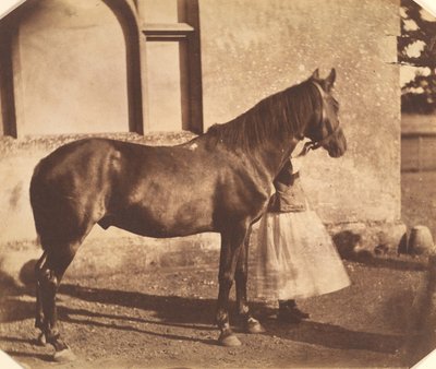 Sultan, Mitte der 1850er Jahre von Mervyn Herbert Nevil Story Maskelyne