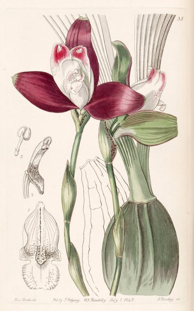 Lycaste macrophylla (als syn. Lycaste plana) von Miss Drake