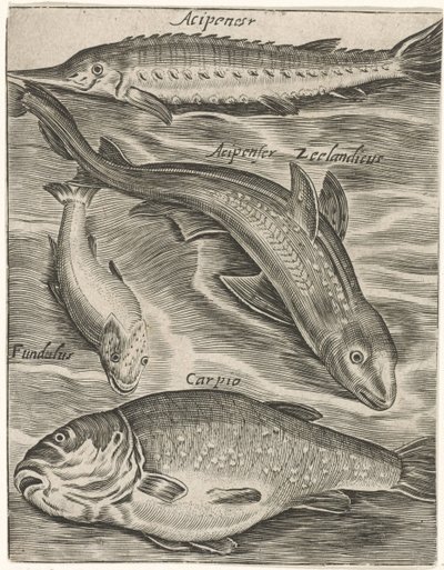 Studienblatt mit Fischen (Piscium vivae icones) von Monogrammist P+P