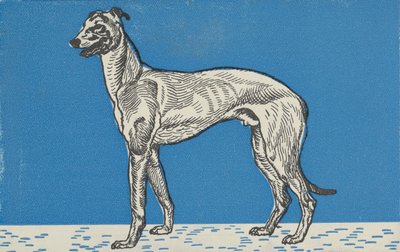 Windhund von Moritz Jung