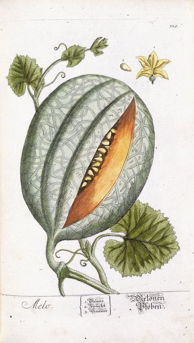 Eine Melone, ca. 1750-1765 von Nikolaus Friedrich Eisenberger