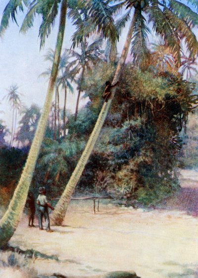 Klettern nach grünen Kokosnüssen, 1908 von Norman Hardy