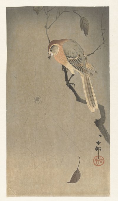 Buffelkopfwürger und Spinne von Ohara Koson