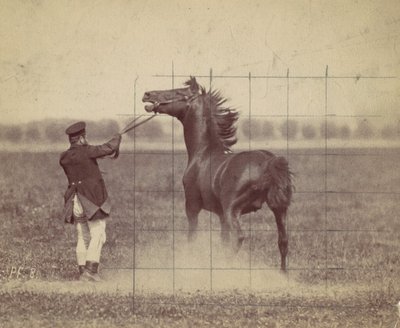 Pferd, 1884 von Ottomar Anschütz