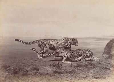 [Zwei Geparden], 1888 von Ottomar Anschütz