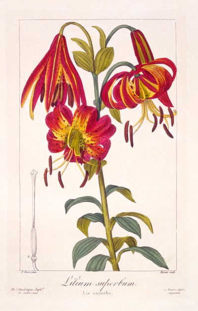 Amerikanische Türkenbundlilie, veröffentlicht 1836 von Panacre Bessa