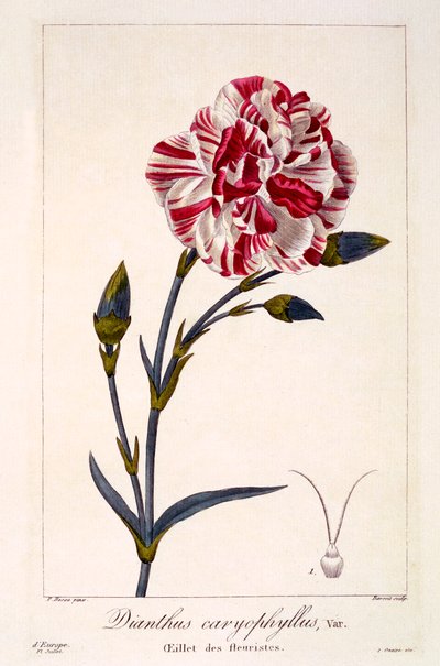 Dianthhus caryophyllus von Panacre Bessa