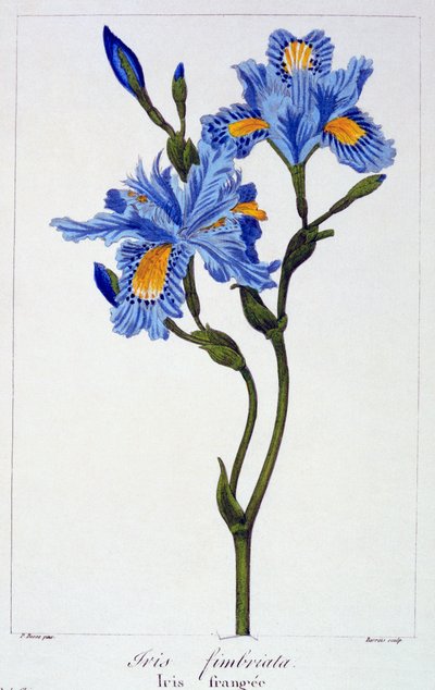 Gefranste Iris, veröffentlicht 1836 von Panacre Bessa