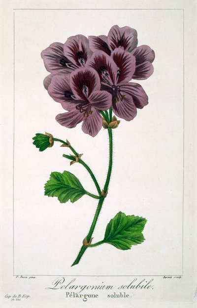 Pelargonium, veröffentlicht 1836 von Panacre Bessa