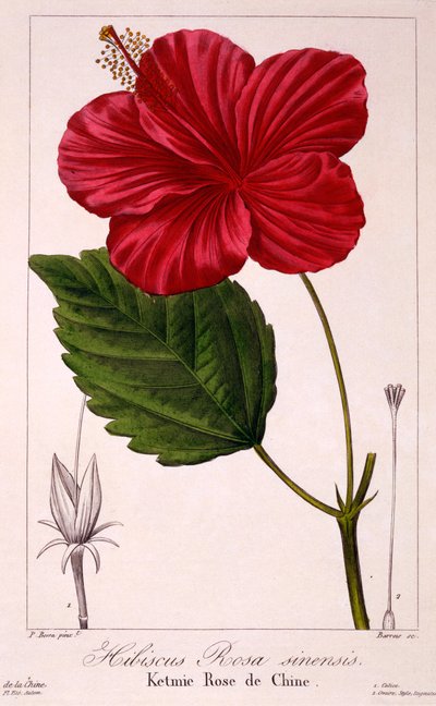 Hibiscus rosa-sinensis, 1836 von Pancrace Bessa