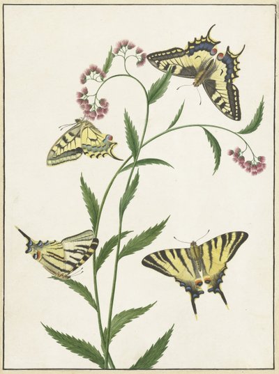 Vier Schmetterlinge auf Blumen von Paulus Knogh