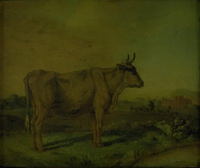 Eine Kuh von Paulus Potter