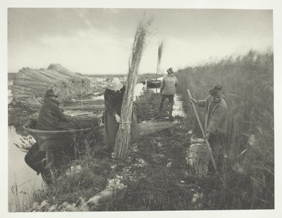 Während der Schilfernte von Peter Henry Emerson