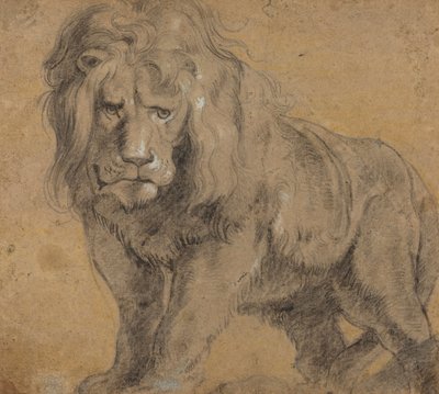 Löwe, ca. 1612-13 von Peter Paul Rubens