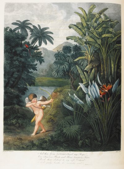 Amor, der Pflanzen mit Liebe inspiriert von Philip (after) Reinagle