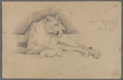 Sitzende Löwin von Philip H. Wolfrom