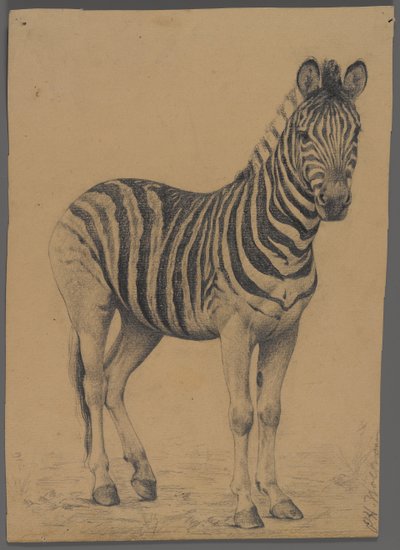 Zebra von Philip H. Wolfrom