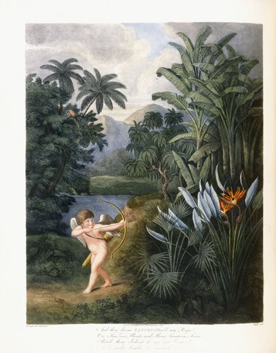 Und dann göttlicher Linné, ca. 1796-1807 von Philip Reinagle