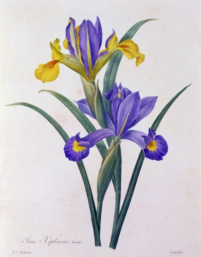 Iris Xiphium von Pierre Joseph Redouté