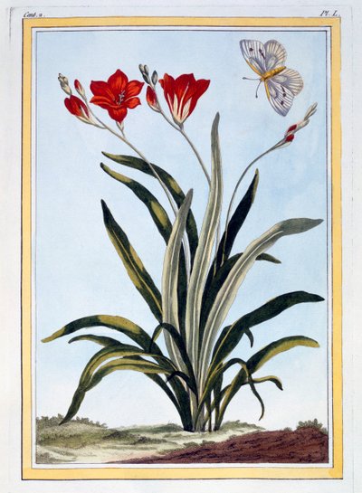 Cornlily, veröffentlicht 1776 von Pierre Joseph Buchoz
