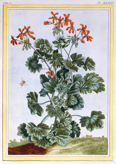 Storchschnabel von Pierre Joseph Buchoz
