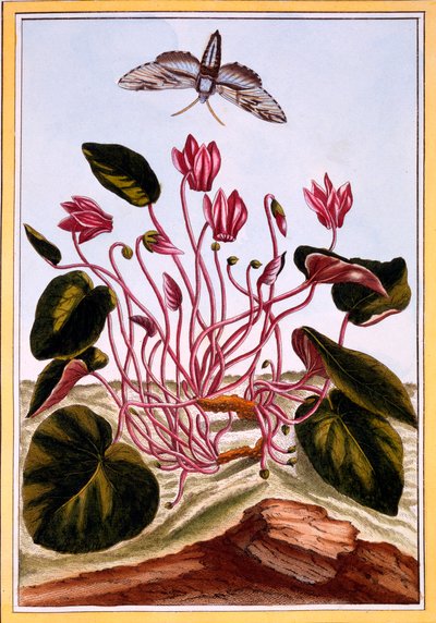 Alpenveilchen, 1776 von Pierre Joseph Buchoz