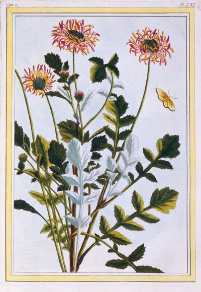 Äthiopische Arctotis Afrikanische Gänseblümchen, veröffentlicht 1776 von Pierre Joseph Buchoz