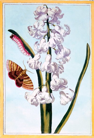 Hyazinthe, ca. 1766 von Pierre Joseph Buchoz