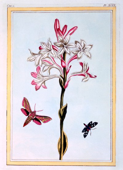 Die Tuberose, veröffentlicht 1776 von Pierre Joseph Buchoz