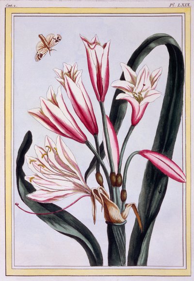 Langblättrige Amaryllis, veröffentlicht 1776 von Pierre Joseph Buchoz