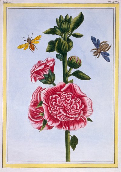 Passerose Stockrose, veröffentlicht 1776 von Pierre Joseph Buchoz