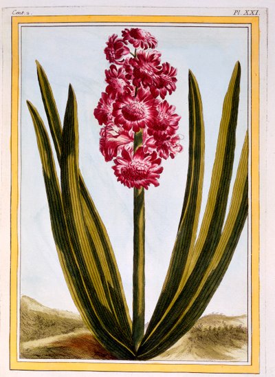Königliches Purpur von Pierre Joseph Buchoz