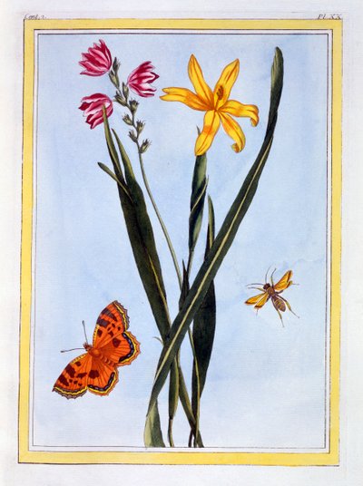 Südamerikanische Ixia, veröffentlicht 1776 von Pierre Joseph Buchoz