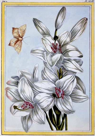 Die große weiße Lilie, veröffentlicht 1776 von Pierre Joseph Buchoz
