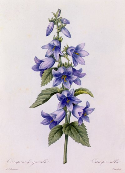 Glockenblume von Pierre Joseph Redouté