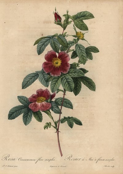 Zimtrose von Pierre Joseph Redouté