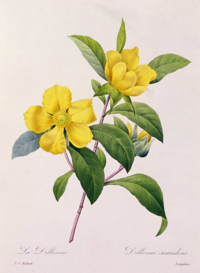 Dillenia Scandens von Pierre Joseph Redouté