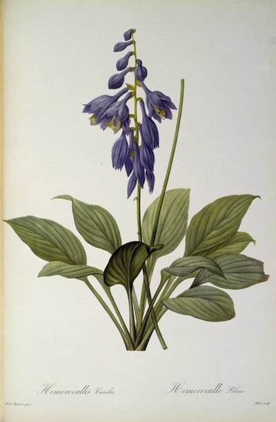 Hemerocallis Caerulea, aus 