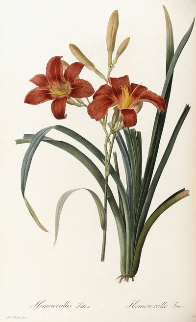 Hemerocallis Fulva - Taglilie von Pierre Joseph Redouté