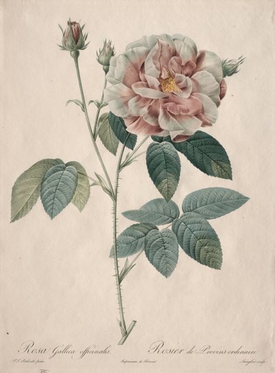 Die Rosen: Rosa Gallica von Pierre Joseph Redouté