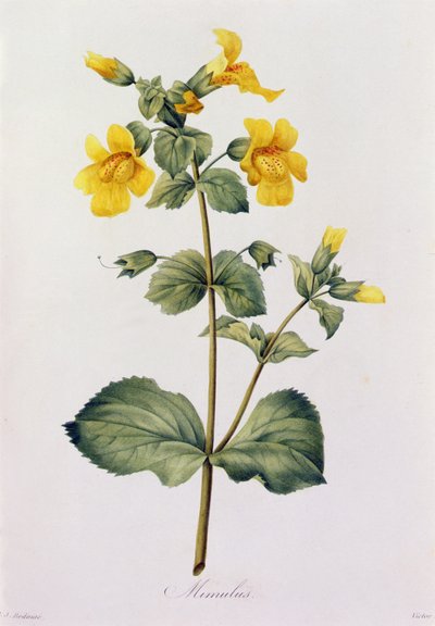 Mimulus von Pierre Joseph Redouté