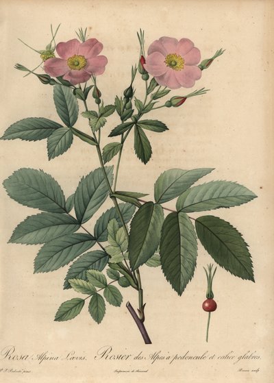 Rosa Alpenrose, Rosa pendulina von Pierre Joseph Redouté